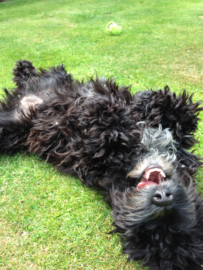 Illustration for article titled 39 *Scratchy Scratchy* Photos of Dogs
